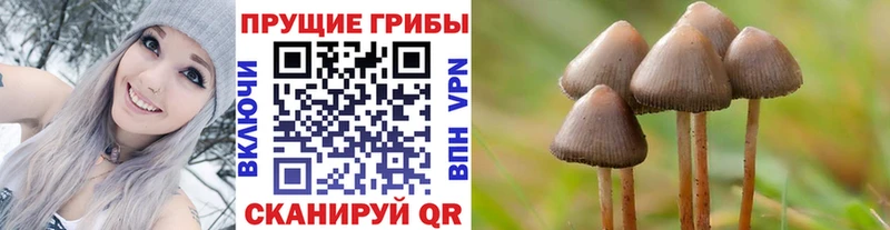 Купить закладки  Тайга  Галлюциногенные грибы Psilocybe 